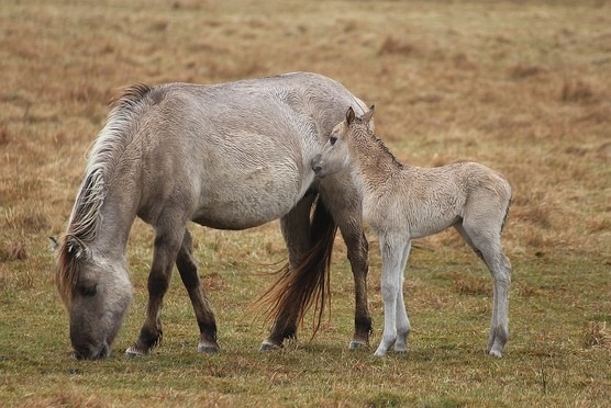 Konikpferd