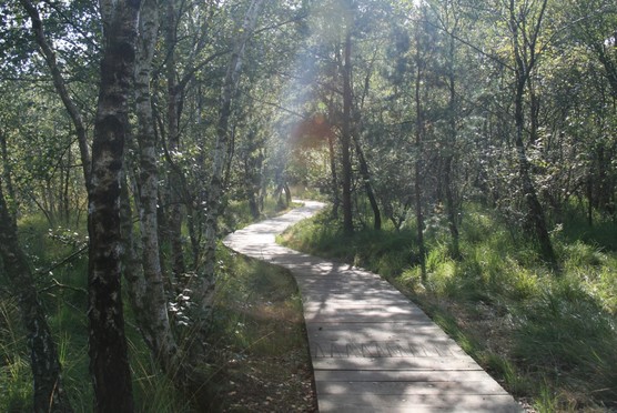 Plankenweg im Venner Moor