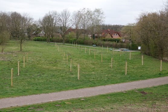 33 Bäume wurden im Februar gepflanzt. (Foto: M. Priggen)