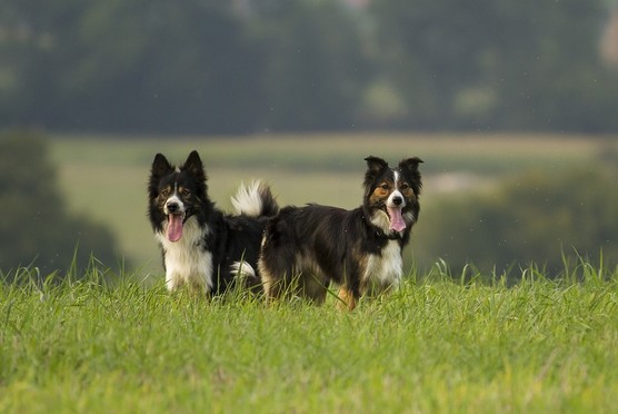 Hunde auf einer Wiese