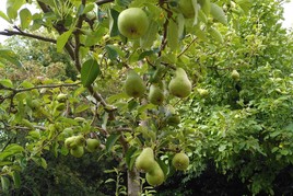 Birnenbaum: so könnte es in einigen Jahren sein