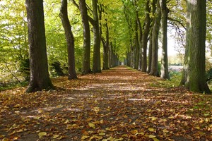 Kanal Allee bei Senden