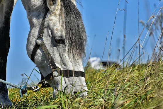 Foto Pony