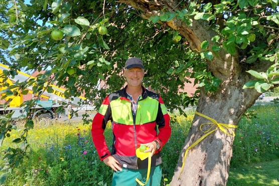 Mitarbeiter der Gemeinde kennzeichnen die Obstbäume.