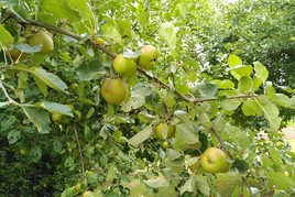 Äpfel: wertvoll für Mensch und Tier